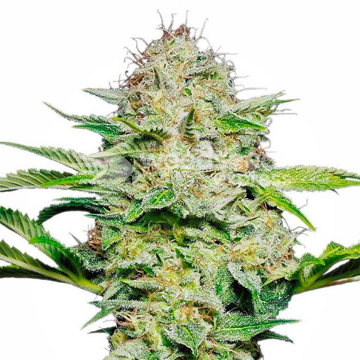 ak47 feminized seeds